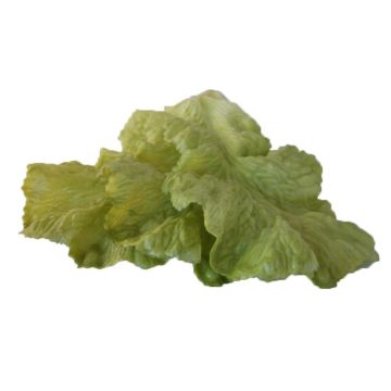 Decoratiegroen sla. Verpakt in een doos met 16 stuks.

